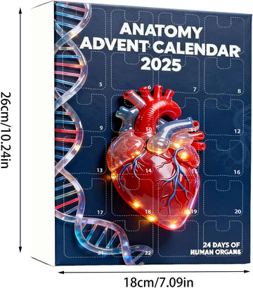 2026 Anatomy Advent Calendar Christmas Advent Calendar 24 Days With Human Organs As Ornaments Mini Models Of Human Organs
