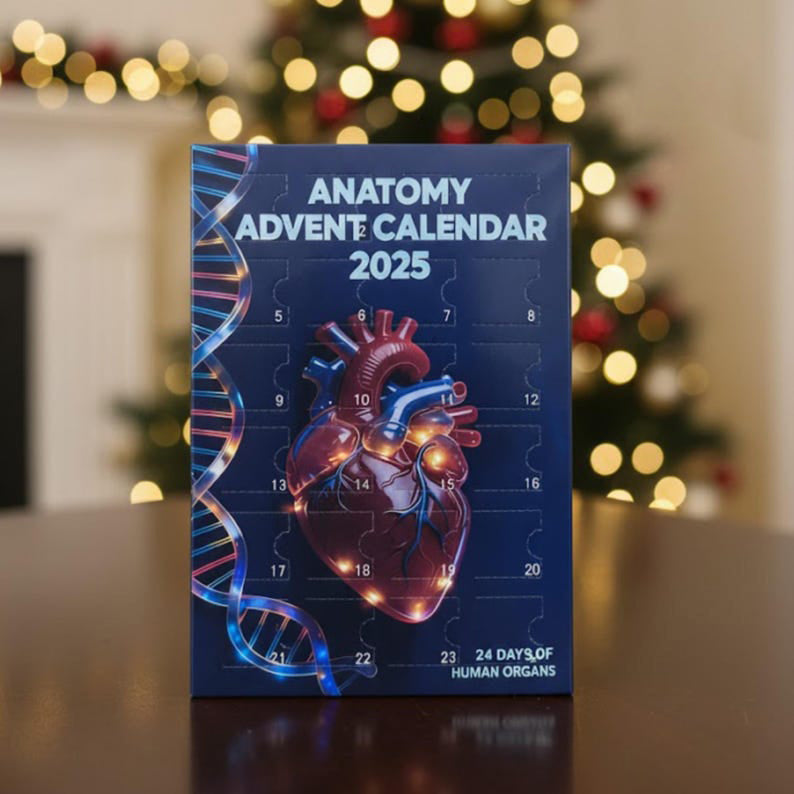 2D Acrylic Anatomy Advent Calendar 2025 24 Day Of Human Organs Anatomy Blind Box Decoration Acrylic Pendant Xmas Gift